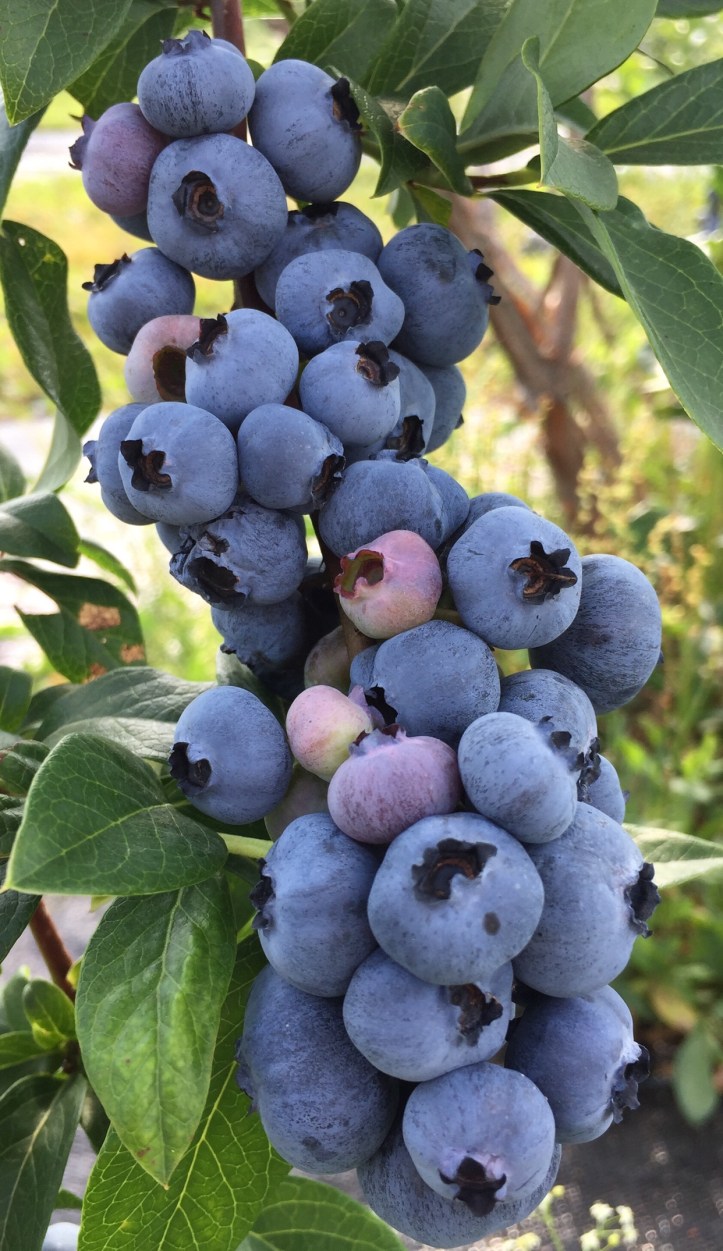 New York Blueberries