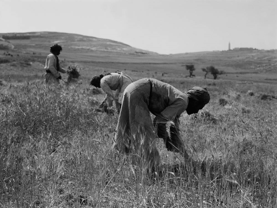 Barley Harvest.  Photo from BiblePlaces.com
